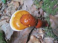 Ganoderma curtisii image