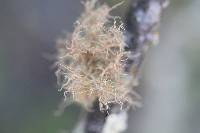 Usnea rubicunda image