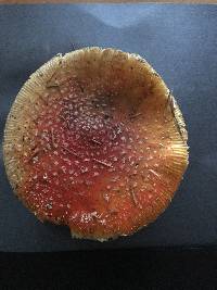 Amanita muscaria image