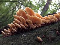 Flammulina velutipes image