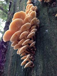 Flammulina velutipes image