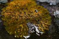 Xanthoria parietina var. parietina image