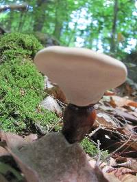 Ganoderma curtisii image