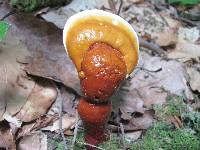 Ganoderma curtisii image