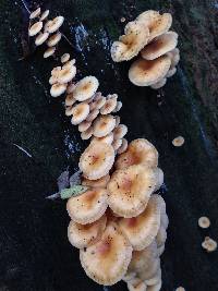 Flammulina velutipes image