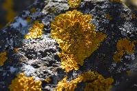 Xanthoria parietina var. parietina image