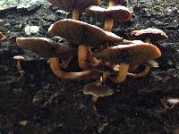 Hypholoma brunneum image