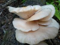 Pleurotus ostreatus image