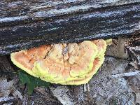 Laetiporus sulphureus image