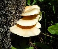 Pleurotus ostreatus image