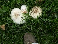 Chlorophyllum molybdites image