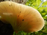 Pleurotus ostreatus image