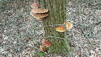 Ganoderma tsugae image