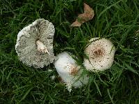 Chlorophyllum molybdites image