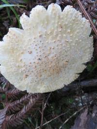 Amanita pareparina image