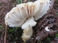 Amanita pareparina image