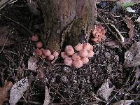 Mycena mariae image