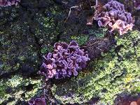 Chondrostereum purpureum image