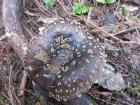 Amanita nothofagi image