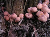 Mycena mariae image