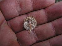 Mycena mariae image