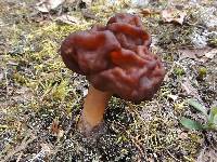 Gyromitra esculenta image