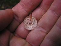 Mycena mariae image