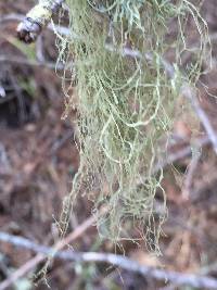 Ramalina menziesii image