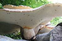 Polyporus squamosus image