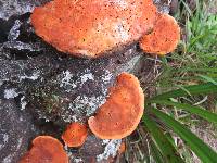 Pycnoporus coccineus image