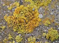 Xanthoria parietina var. parietina image