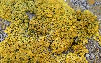 Xanthoria parietina var. parietina image