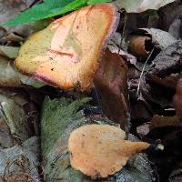 Polyporus varius image