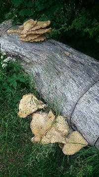 Polyporus squamosus image