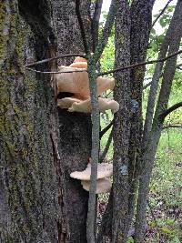 Pleurotus ostreatus image