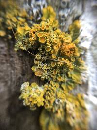 Xanthoria parietina var. parietina image