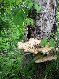 Polyporus squamosus image