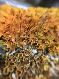 Xanthoria parietina var. parietina image