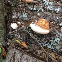 Fomitopsis pinicola image