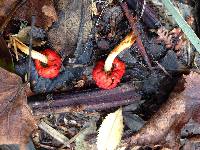 Leratiomyces erythrocephalus image