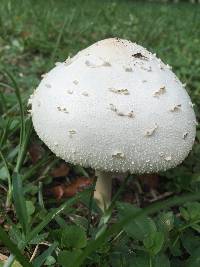 Chlorophyllum molybdites image