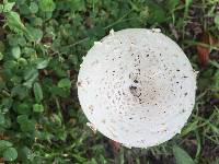 Chlorophyllum molybdites image