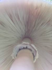 Chlorophyllum molybdites image