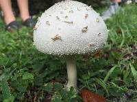 Chlorophyllum molybdites image