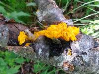 Tremella mesenterica image