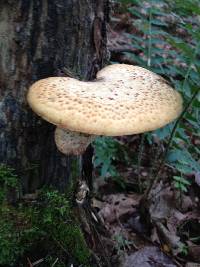 Polyporus squamosus image