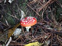 Amanita muscaria image