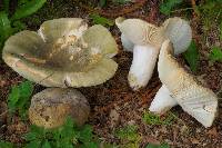 Russula heterophylla image