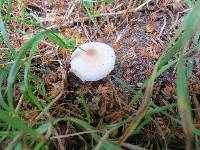 Lepiota lilacea image