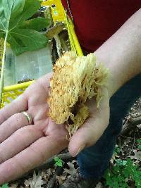 Artomyces pyxidatus image